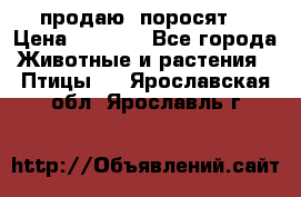 продаю  поросят  › Цена ­ 1 000 - Все города Животные и растения » Птицы   . Ярославская обл.,Ярославль г.